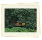 Wayanad Coorg Tour Packaes