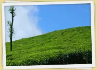 Kerala Hill Packages